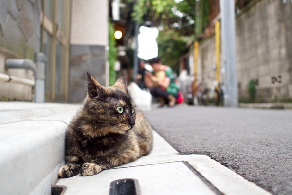 路側のこの凹みが猫的には落ち着くらしい。サビはここに気持ちよくハマってた（2013年6月 オリンパス OM-D E-M5）