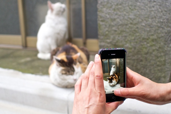 iPhoneの画面にピントを合わせてひと味違う猫写真を（2013年6月 オリンパス OM-D E-M5）