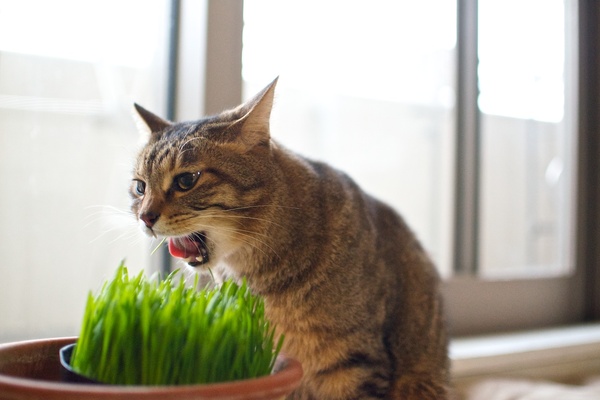 気持ちよさそうに草を食んでたら、歯の間にはさまっちゃって、必死に舌で撮ろうとしてるかふかの図。ちょっとあたふたしてて面白い（2011年3月 ニコン D7000）