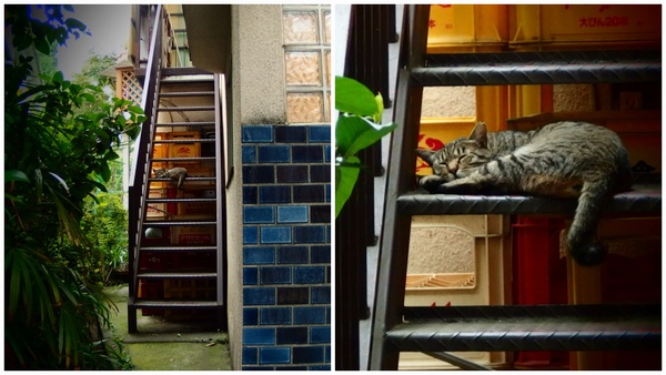 16:9で左が広角右が望遠というバリエーション。アパートの階段で寝てる猫を見つけたのでこれは「ズームインアウト」を使ってみるしかない、と撮ってみた（2013年7月 オリンパス XZ-10）