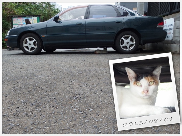 まず車の下の猫に近づいて這いつくばって顔を撮り、その後ぐぐっと離れて、右下のフレームにかぶらない位置に自動車をおいて背景を撮影。こんなとこで日差しを避けてた夏の猫って感じ（2013年8月 オリンパス XZ-10）