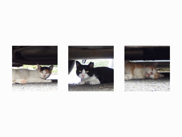 車の下の3匹衆って感じ。できるだけ明るい感じにすべく、どれもプラスの補正をかけて撮影。真ん中のはちょっとピントが合ってないのはご愛敬ってことで。一番右の猫は……思い切り夏バテテおりました。この日は暑かったからな（2013年8月 オリンパス XZ-10）