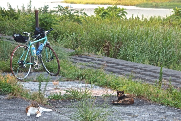 自転車を止めて休憩してたら2匹の猫が近くにやってきたので、ポケットに入ってたXZ-10でさっと撮影（2013年8月 オリンパス XZ-10）