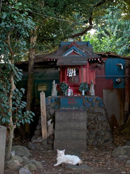 赤い稲荷っぽい祠と白い猫。実は左奥にも1匹かすかに写っております（2013年8月 オリンパス OM-D E-M5）