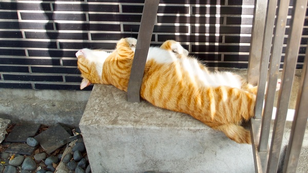 おなかを思いっきり出して寝てる夏バテ猫。猫は狭いところが好き……とはいえ、こんなややこしいところでややこしい格好で寝なくても……。猫としてそれでいいのか（2013年8月 オリンパス OM-D E-M5）