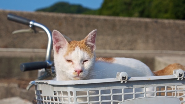自転車のカゴからひょこんと顔を出した猫。まぶしいのか目を細めてる。暑い中、お散歩ご苦労様です（2013年8月 オリンパス OM-D E-M5）