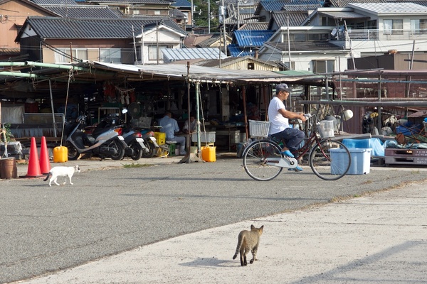のほほんと走るおっちゃんの自転車を追いかける2匹の猫。おっちゃんの猫は前カゴに入ってます。ほほえましくてよいですな（2013年8月 オリンパス XZ-2）