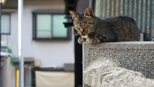 門柱の上でくつろいでる猫。ここがお気に入りらしい。最初、地面にいる猫に気を取られてて存在に気づかなかったほど（2013年8月 オリンパス OM-D E-M5）