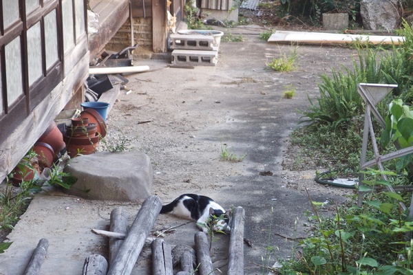 古くて立派なおうちだが、どうも人が住んでる気配がない。かなり廃墟に近い感じ。その庭に猫がいたので撮ってみたが、思い切り警戒されてしまった（2013年8月 オリンパス XZ-2）