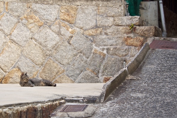 右に見える斜面が路地。その下で寝転がってる猫発見。昔はここに家が建っていたのだろう。コンクリート敷きの更地になっていて、今や猫の遊び場である（2013年8月 オリンパス OM-D E-M5）
