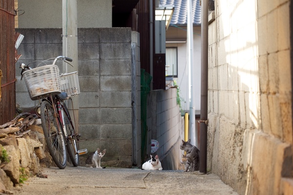路地の猫だまり。人通りがすごく少ないので、猫的には天国かも（2013年8月 オリンパス OM-D E-M5）