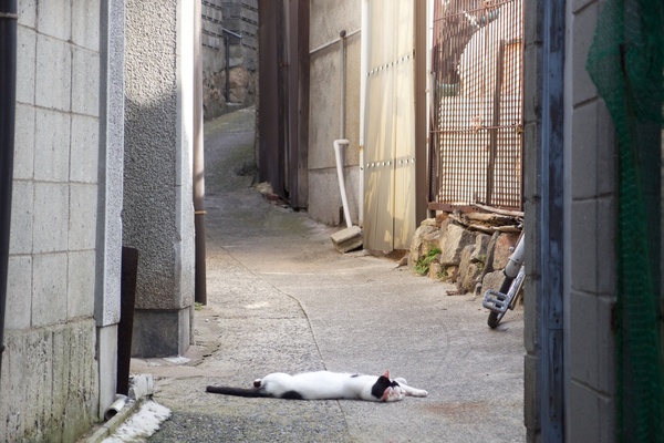 夏の路地といえば欠かせないのがヘチャバテ猫。狭い路地のど真ん中で立派に寝ております（2013年8月 オリンパス XZ-2）