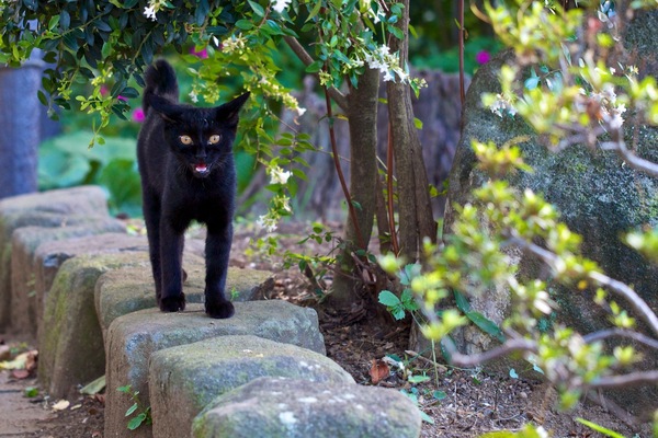 曇天下の日陰の黒猫。そのしっとり感が出るように少しマイナスの補正で、目と口が開いた瞬間を狙ってみた。夏も、夕方になると猫が活動をはじめるのだ（2013年8月 オリンパス OM-D E-M5）
