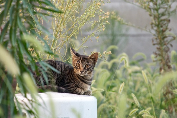 雑草生い茂る空き地に猫。こういう空き地があると猫も住みやすかろう。いや、毛並みがしっかりしているから近所の飼い猫だろう。使われなくなったタンク（？）の上で秋の風を味わっておりました（2013年8月 オリンパス OM-D E-M5）