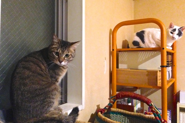 猫専用棚の大五郎と窓際のかふか（2013年6月 アップル iPhone 5）
