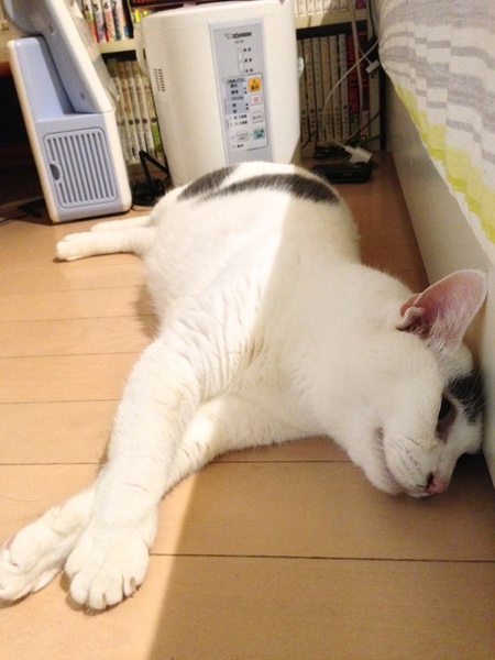 床にべたっと倒れ、頭をベッドの脇にくっつけて暑さに耐えている大五郎の図。暑かったもんねえ（2013年8月 アップル iPhone 5）