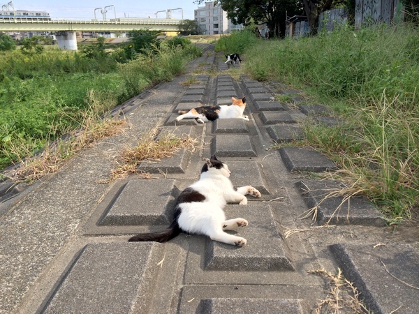 日なたの三連猫（2013年10月 アップル iPhone 5s）