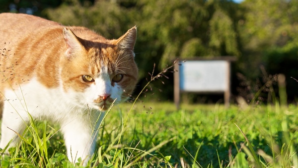 のそのそと歩いてきた猫を這いつくばって待ち構えて撮ってみた。草が深い分、迫力があっていい感じに（2013年10月 オリンパス OM-D E-M5）
