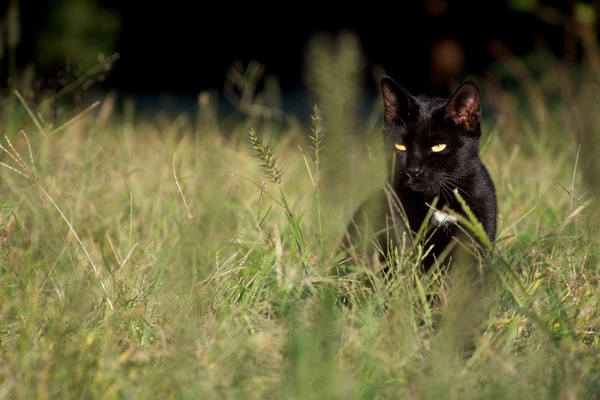 這いつくばって黒猫撮影。草が生い茂ってるので手前にもボケを作れて迫力が出る。目元が草で隠れないよう、角度を変えつつ狙ってみた。黄色い目がキラリと光っててなかなか精かん（2013年10月 オリンパス OM-D E-M5）