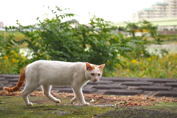ちょっとチャトラがまじった白猫といっていいか。白くて逆光なので少しプラスの補正で、猫の動きに合わせて連写してみた（2013年10月 オリンパス OM-D E-M1）