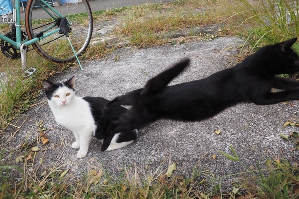 黒いかたまりがぐわっと飛んできて慌てて撮った1枚。黒猫はノーマークだったのでびっくり。ピントが背景に合ったままってところに、突然さを感じ取ってくれるとうれしい（2013年10月 オリンパス OM-D E-M1）