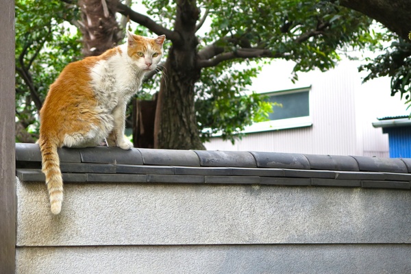 お寺の塀の上でくつろいでた猫。丸いところにも上手にのっかるのがさすが（2013年9月 キヤノン　PowerShot G16）