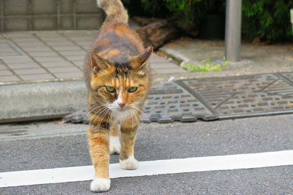狭い道路の向こうから歩いてくる猫。このあと撫でさせてくれました（2013年9月 キヤノン PowerShot G16）