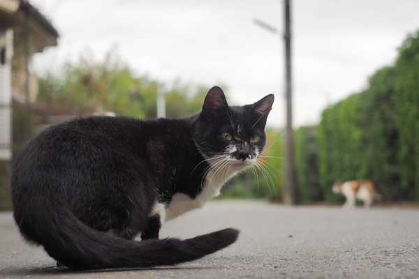 道路の真ん中で当たりを見渡してる黒白猫。遠くにミケっぽい猫も見えます。もうどう撮っても2匹以上が画面におさまるというすごい場所でした（2013年10月 オリンパス OM-D E-M1）