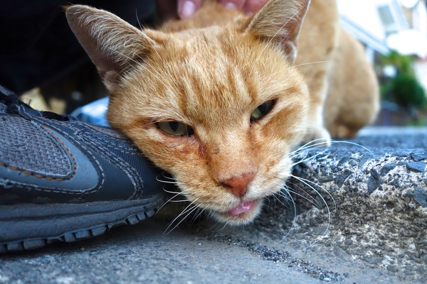 ノーファインダーで撮影した至近距離猫。ここまで人なつこいとは予想外でしたよ。おかげで顔の地面すれすれで顔のアップを撮影成功（2013年11月 ソニー QX100）