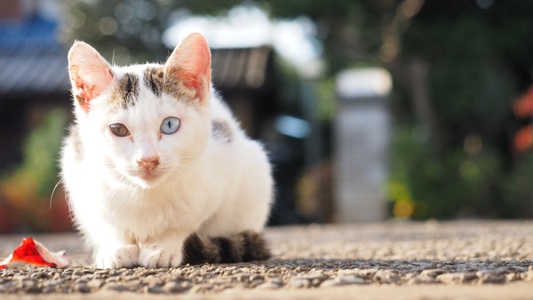 一番人を怖がらずに至近距離まで寄ってきた猫。左右の目の色が違う。ただ、耳や鼻を見るとちょっと病気っぽい。風邪か？　病院には連れて行ってもらったのか？　ちょっと気になる（2013年11月 オリンパス OM-D E-M1）