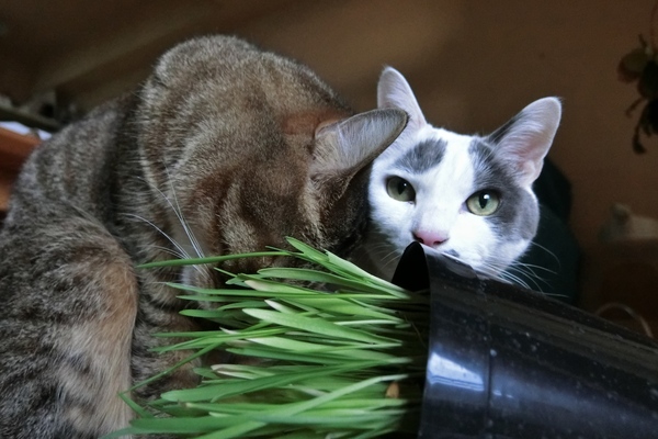 草を倒してまではみつづけるかふかと大五郎。猫って草が好きなものだけど、ここまでがっつかれると「ベジタリアンか！」とつっこみたくなります（2013年12月 カシオ EX-10 ）
