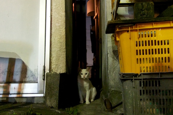 夜の隙間猫。猫に隙間はよく似合う。奥からとことこと歩いてきたら、私の目線に気づいてちょっと止まってみたの図。両側の家の侘びた感じがまたよし。白猫のおかげできれいに撮れました（2013年10月 オリンパス OM-D E-M5）
