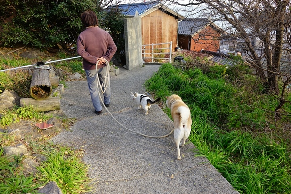 散歩から帰ってきた犬。飼い主の後をついて散歩する猫もいるので、一緒に散歩してたのか、途中から合流したのかわからないけど、猫も一緒に帰って行ったのである（2014年1月 ソニー DSC-RX10）