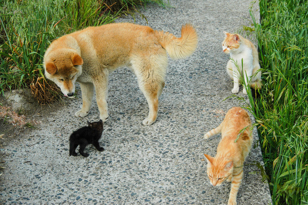 猫を撮ってたら、犬がひょいと現れたのだ。3匹の猫と1匹の犬。このあと犬が子猫を取って食ったりはしてません。仲良く並んで見送ってくれた10年前（2004年5月 ニコン D100）