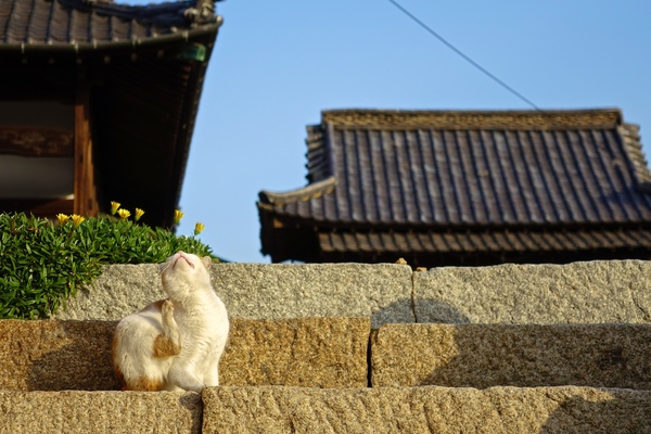 階段途中で毛繕い。冬の猫は日差しがあたる階段が好き。階段はもたれることもできるし、ぽかぽかして気持ちいいし（2014年1月 ソニー DSC-RX10）