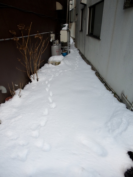 狭い日陰の積雪の上に猫の（とおぼしき）足跡発見。今回は猫に出会えそうな予感がする（2014年1月 オリンパス OM-D E-M1）