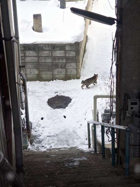 崖下の狭い生活道路を我が物顔で歩く猫。塀の内側は墓地で雪かきする人もいないので、あんな上まで積もってる（2014年1月 オリンパス OM-D E-M1）