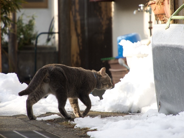 おうちに帰る首輪つき猫。雪の日でもお散歩するらしい（2014年1月 オリンパス OM-D E-M1）
