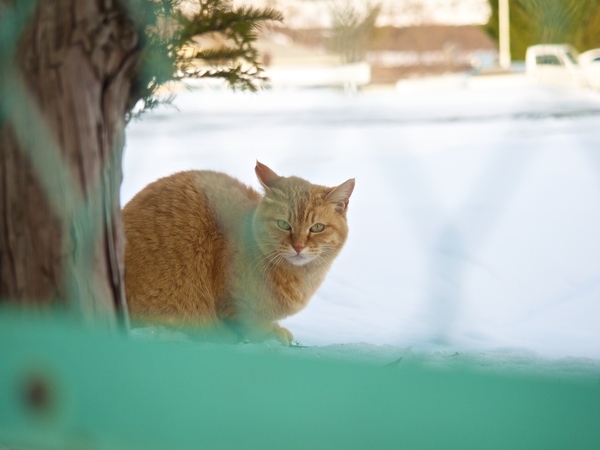 フェンス越しに猫を発見。しばし見つめ合うの図（2014年1月 オリンパス OM-D E-M1）