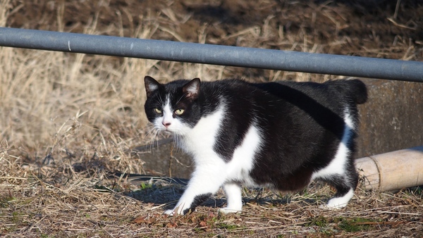 畑の中にいた猫を狙ってたらこっちを警戒しながら這い出てきたその瞬間を。よく見ると、お腹を地面にこすりそうにぷくぷく（2014年1月 オリンパス Stylus 1）