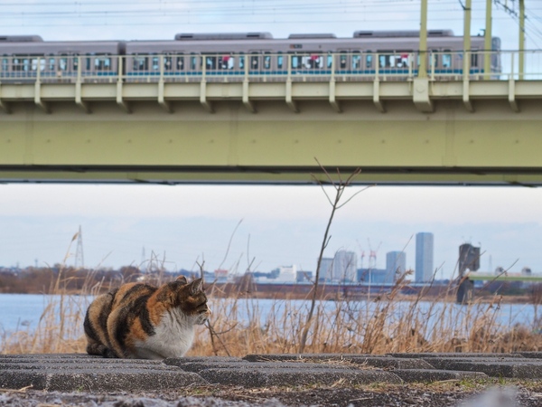 猫と電車。両者がほどよくおさまるようズームを調節して撮影（2014年2月 オリンパス Stylus 1）