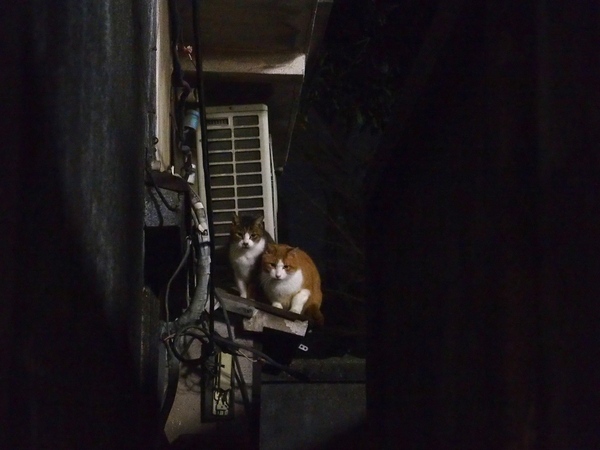 深夜の猫。2匹でじーっとこっちを見てる。ちなみに、猫の奥には墓地がある。普段は墓地にいるんじゃなかろうか（2013年12月 オリンパス Stylus 1）