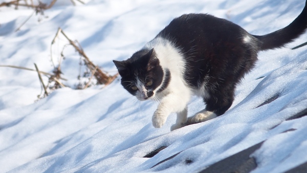 猫は雪の上は嫌い。コンクリートが顔を出しているところを狙ってそーっと前足を出しているところが可愛い（2014年2月 オリンパス Stylus 1）