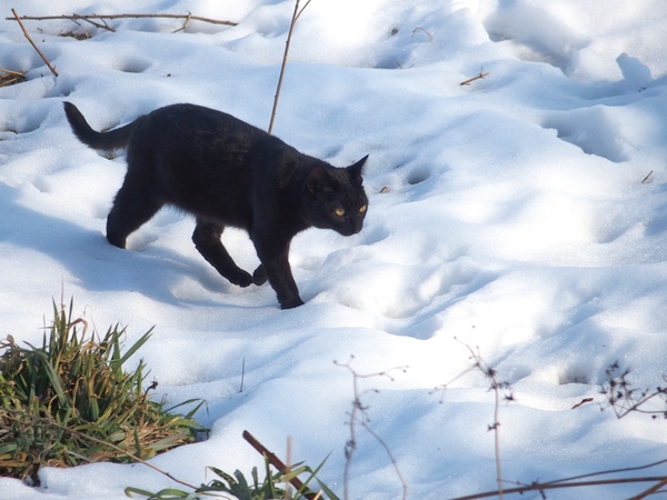 雪の上を歩く黒猫。白と黒の対比がたまりません。雪の上を堂々と歩いてくれてありがとう、という感じ。私は雪が溶けたところに座ってのんびり望遠で撮っております（2014年2月 オリンパス Stylus 1）