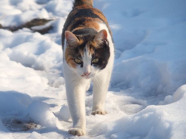 雪の上を歩いてくる猫。雪をしっかり踏みしめてます（2014年2月 オリンパス Stylus 1）