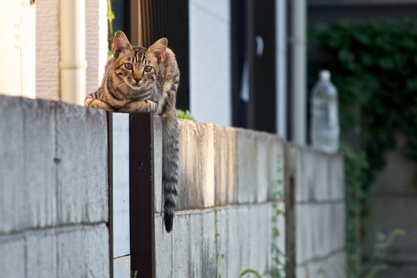 コンクリートの塀で悠々と昼寝してた猫。しっぽがやけに立派です（2013年8月 オリンパス OM-D E-M5）