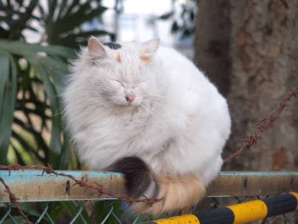 フェンスの上で気持ちよくくつろいでる長毛猫。冬源なのでよけい長くてふさふさしてる（2014年2月 オリンパス Stylus 1）