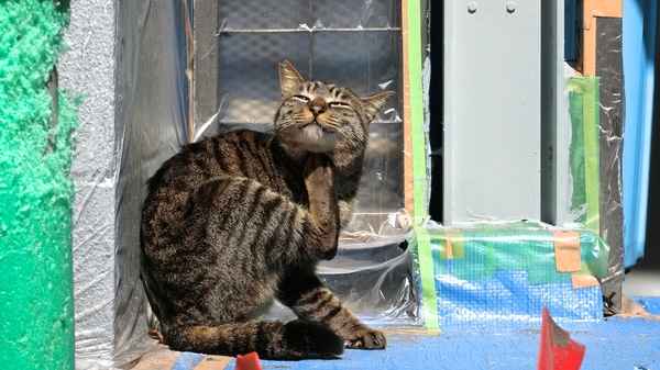 Ascii Jp 狭い路地の日向猫をカシオとオリンパスの高画質コンデジで撮る 1 2