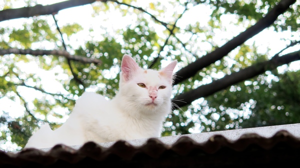 トタン屋根の上でくつろいでる白猫（ちょっと茶が混じってるけど）。逆光だったので思い切りプラスの補正をかけて明るく撮ってみた（2013年10月 キヤノン PowerShot G16）