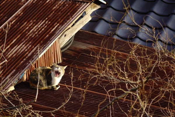 錆びた屋根の上で大あくび。狭い斜面に家が密集しているので猫的には最高の場所（2014年1月 ソニー DSC-RX10）